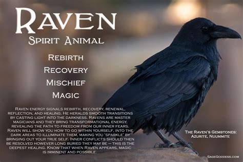 The Dark and Mysterious Nature of the Magiy Raven